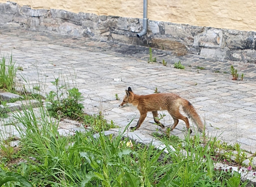 Festningsreven lusket rundt på markedet på jakt etter mat, sko og vesker... 